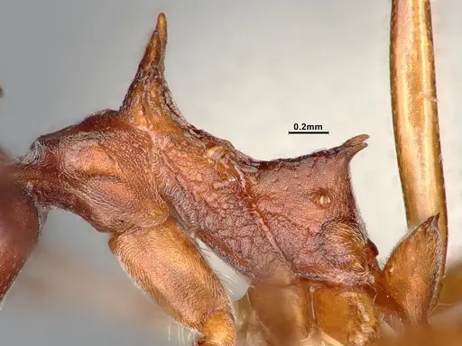Dolichoderus cuspidatus specimen SMFHYM0008918 image smfhym0008918_6