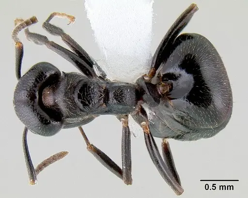 Dolichoderus debilis specimen CASENT0106158 image casent0106158_1