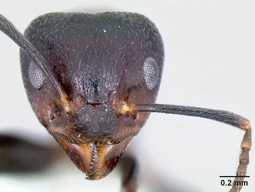 Dolichoderus debilis specimen CASENT0106158 image casent0106158_2