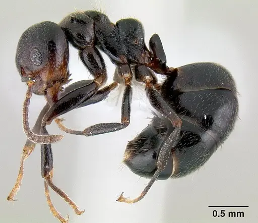 Dolichoderus debilis specimen CASENT0106158 image casent0106158_3