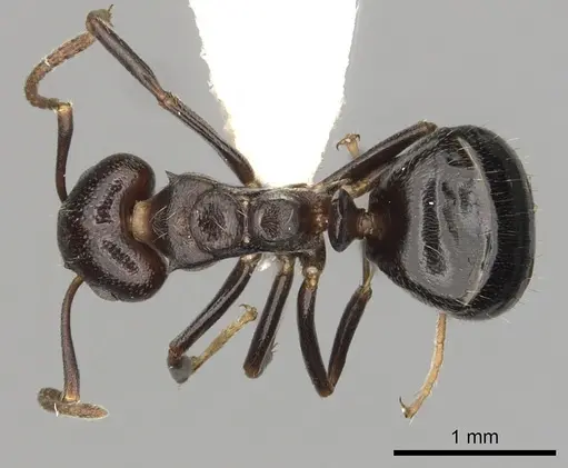 Dolichoderus debilis specimen CASENT0249657 image casent0249657_1