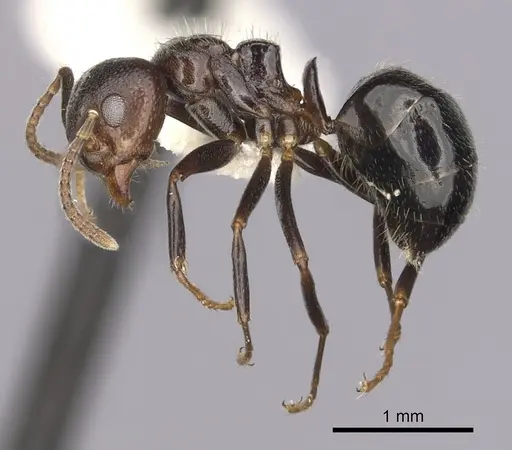 Dolichoderus debilis specimen CASENT0249657 image casent0249657_3