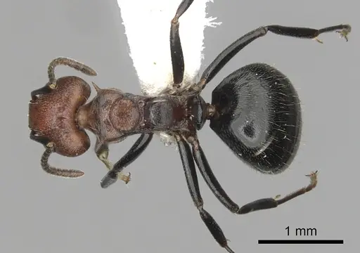 Dolichoderus debilis specimen CASENT0249658 image casent0249658_1