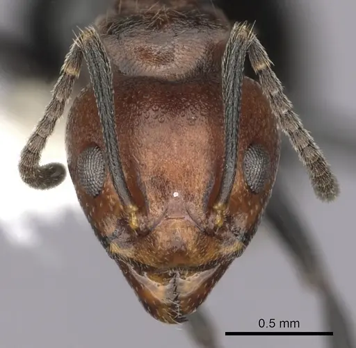 Dolichoderus debilis specimen CASENT0249658 image casent0249658_2