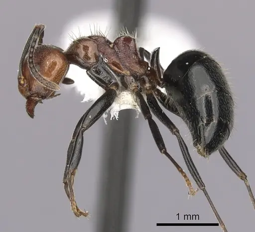 Dolichoderus debilis specimen CASENT0249658 image casent0249658_3