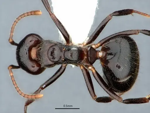 Dolichoderus debilis specimen CASENT0886014 image casent0886014_1
