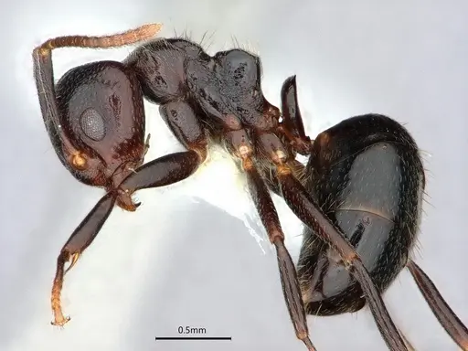 Dolichoderus debilis specimen CASENT0886014 image casent0886014_3