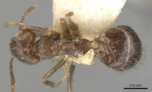 Dolichoderus debilis specimen CASENT0902951 image casent0902951_1
