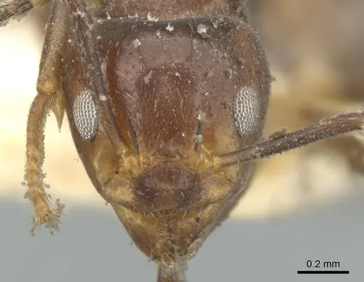 Dolichoderus debilis specimen CASENT0902951 image casent0902951_2