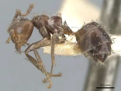 Dolichoderus debilis specimen CASENT0902951 image casent0902951_3