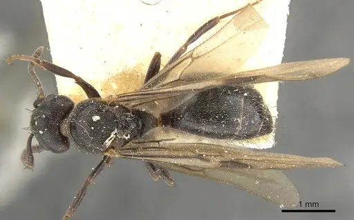 Dolichoderus debilis specimen CASENT0902952 image casent0902952_1