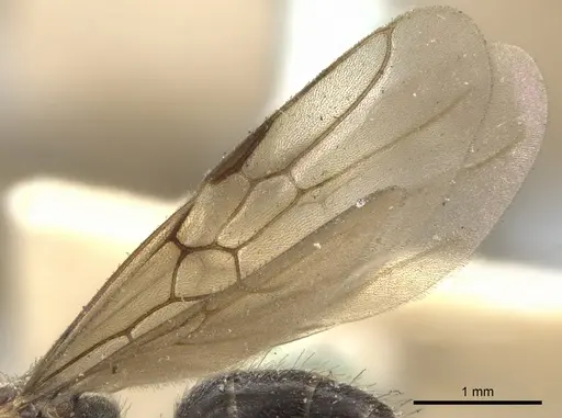 Dolichoderus debilis specimen CASENT0902952 image casent0902952_4