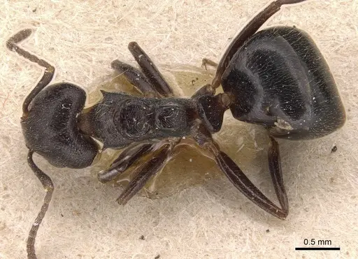 Dolichoderus debilis specimen CASENT0905035 image casent0905035_1