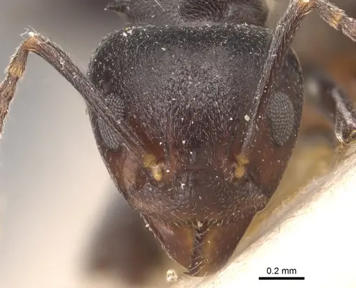 Dolichoderus debilis specimen CASENT0905035 image casent0905035_2