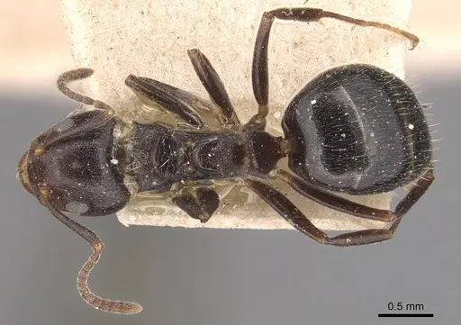 Dolichoderus debilis specimen CASENT0905037 image casent0905037_1