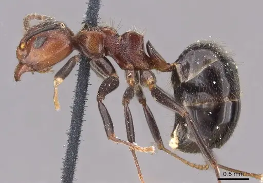 Dolichoderus debilis specimen CASENT0909453 image casent0909453_3