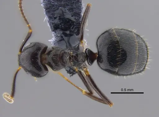 Dolichoderus debilis specimen CBUMAGENT41845 image cbumagent41845_1