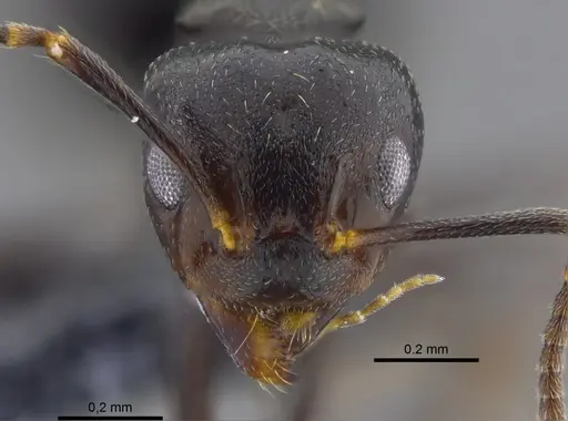 Dolichoderus debilis specimen CBUMAGENT41845 image cbumagent41845_2