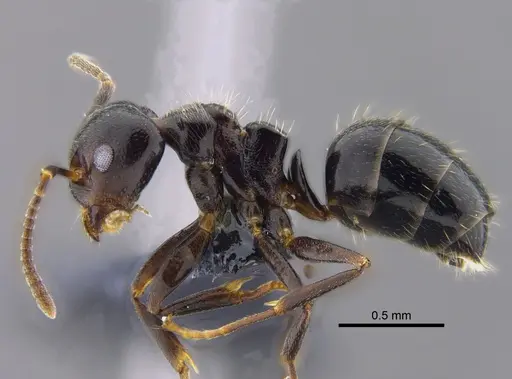 Dolichoderus debilis specimen CBUMAGENT41845 image cbumagent41845_3