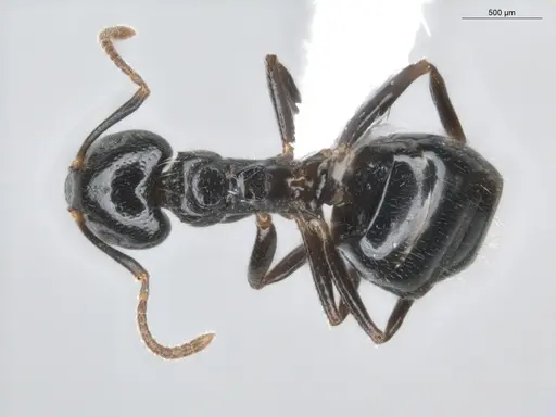 Dolichoderus debilis specimen ECOFOG-BUG-0212-01 image ecofog-bug-0212-01_1