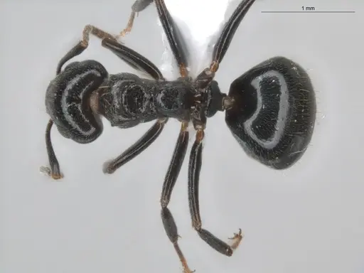 Dolichoderus debilis specimen ECOFOG-BUG-0468-12 image ecofog-bug-0468-12_1