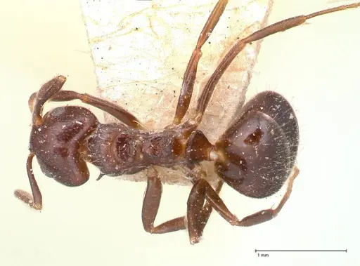 Dolichoderus debilis specimen FOCOL0777-1 image focol0777-1_1