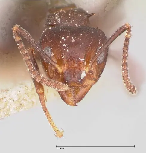 Dolichoderus debilis specimen FOCOL0777-1 image focol0777-1_2