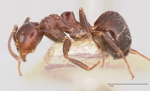 Dolichoderus debilis specimen FOCOL0777-1 image focol0777-1_3