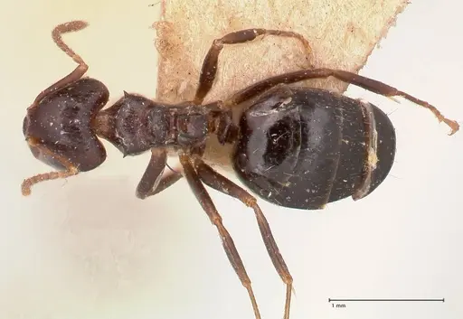 Dolichoderus debilis specimen FOCOL0777-2 image focol0777-2_1