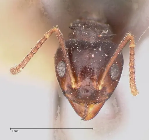 Dolichoderus debilis specimen FOCOL0777-2 image focol0777-2_2