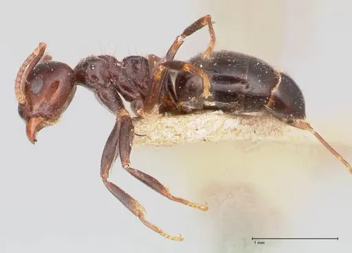Dolichoderus debilis specimen FOCOL0777-2 image focol0777-2_3