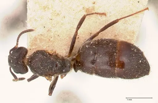 Dolichoderus debilis specimen FOCOL0777-3 image focol0777-3_1