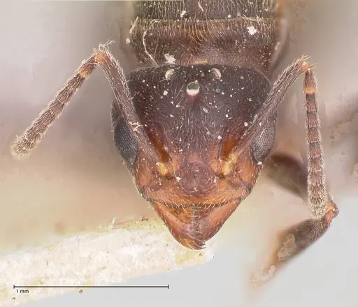 Dolichoderus debilis specimen FOCOL0777-3 image focol0777-3_2