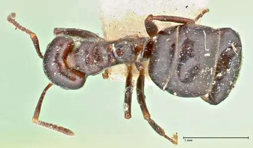 Dolichoderus debilis specimen FOCOL2756 image focol2756_1