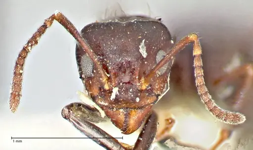 Dolichoderus debilis specimen FOCOL2756 image focol2756_2