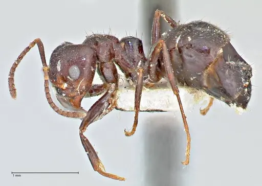 Dolichoderus debilis specimen FOCOL2756 image focol2756_3