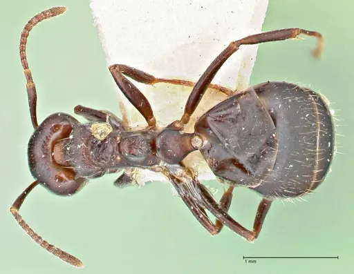 Dolichoderus debilis specimen FOCOL2757 image focol2757_1