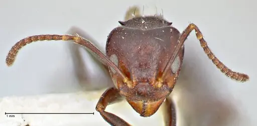 Dolichoderus debilis specimen FOCOL2757 image focol2757_2