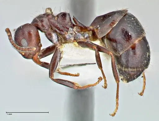 Dolichoderus debilis specimen FOCOL2757 image focol2757_3