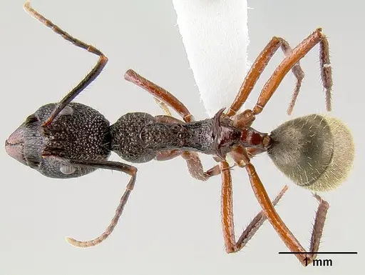 Dolichoderus decollatus specimen CASENT0106165 image casent0106165_1