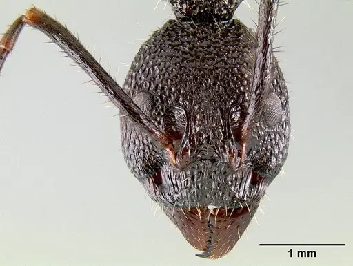 Dolichoderus decollatus specimen CASENT0106165 image casent0106165_2