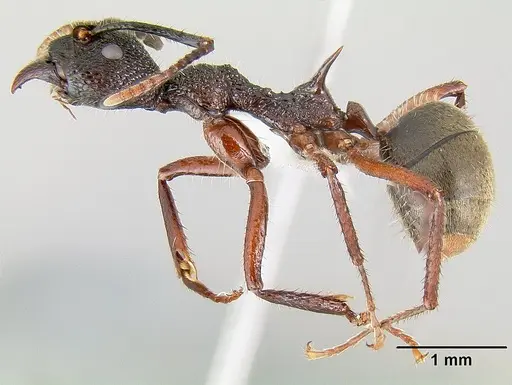 Dolichoderus decollatus specimen CASENT0106165 image casent0106165_3