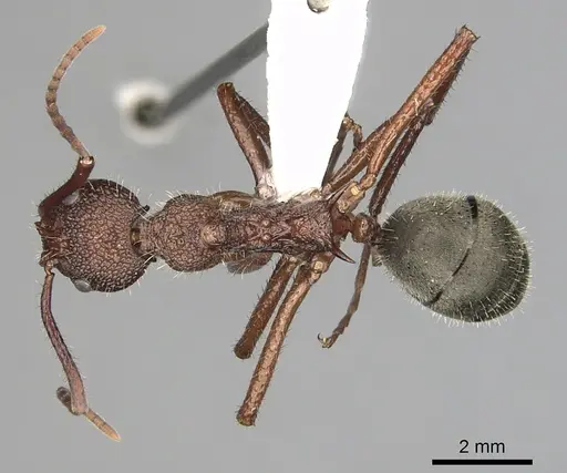 Dolichoderus decollatus specimen CASENT0249661 image casent0249661_1