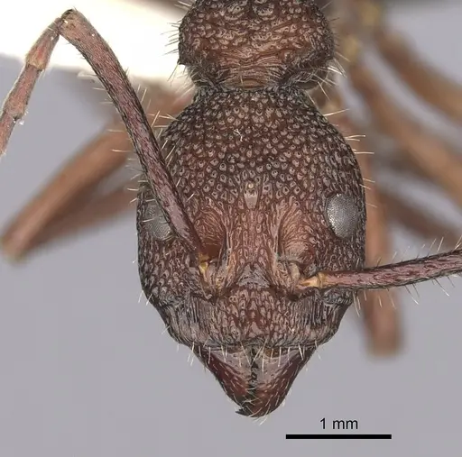 Dolichoderus decollatus specimen CASENT0249661 image casent0249661_2