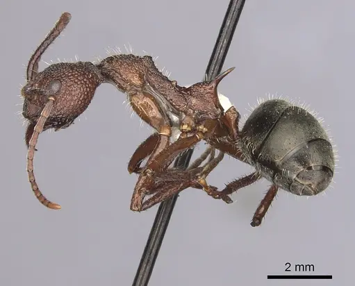 Dolichoderus decollatus specimen CASENT0249661 image casent0249661_3