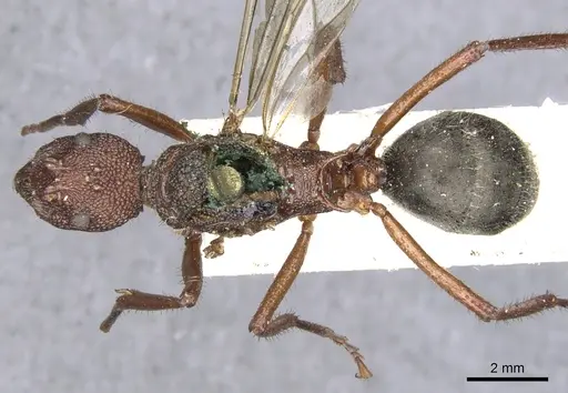 Dolichoderus decollatus specimen CASENT0902943 image casent0902943_1