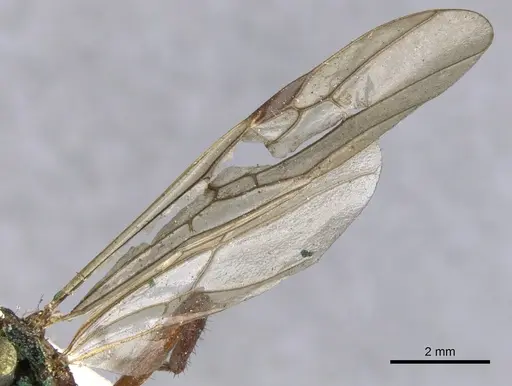 Dolichoderus decollatus specimen CASENT0902943 image casent0902943_4