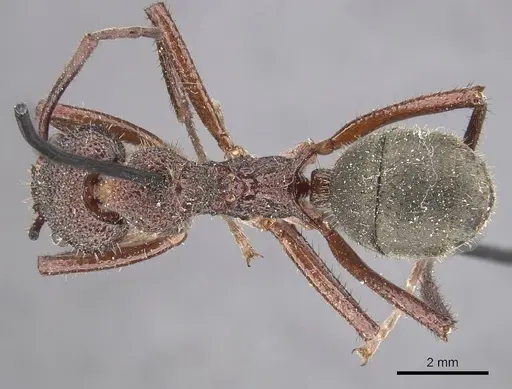 Dolichoderus decollatus specimen CASENT0915335 image casent0915335_1