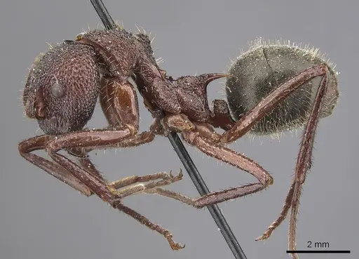 Dolichoderus decollatus specimen CASENT0915335 image casent0915335_3
