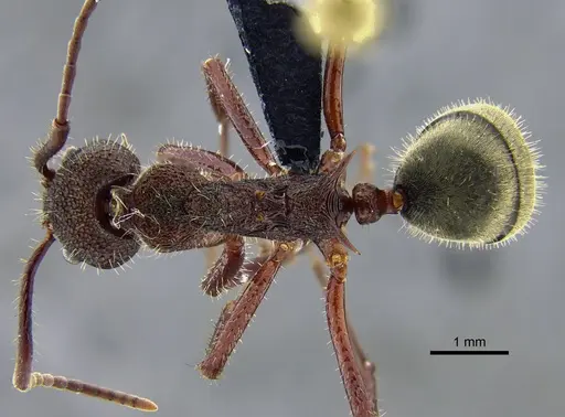 Dolichoderus decollatus specimen CBUMAGENT41943 image cbumagent41943_1